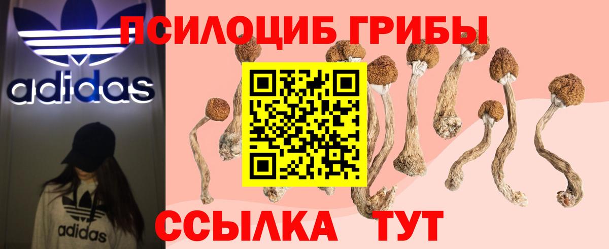 Псилоцибиновые грибы Psilocybe Ипатово